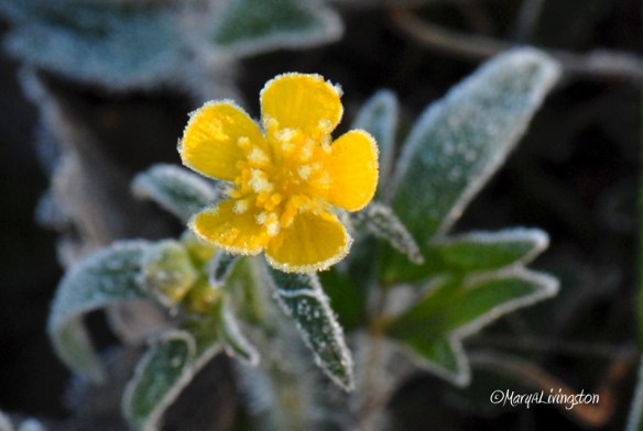 frosted-buttercup1