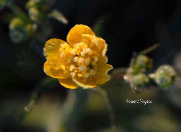 frosted-buttercup2