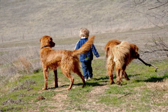 Tom dog (R) walks with Grandthing 3 and Jake (L) Jake is Tom dog's grand-pup.