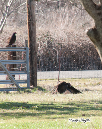 The vulture on the gate pounces on the other.