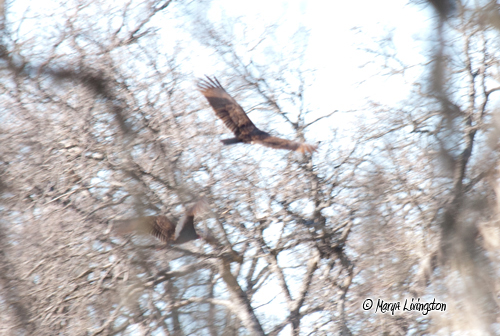 The intruder is chased away.