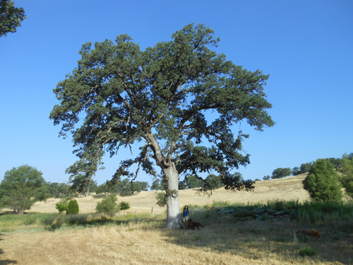 Hollow oak tree. The vultures nest in the cavity every year. The entrance is 14 feet off the ground. to give you size perspective, I am 5'9" tall.