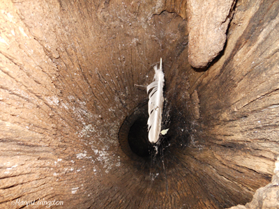 A shot into the cavity of the tree where the turkey vultures raise their young.