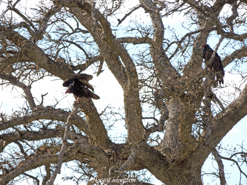 The pair of vultures in the nest tree. Turkey vultures live in our area year round. In February, a pair claims the nest. I don't know if it is the same pair each year.