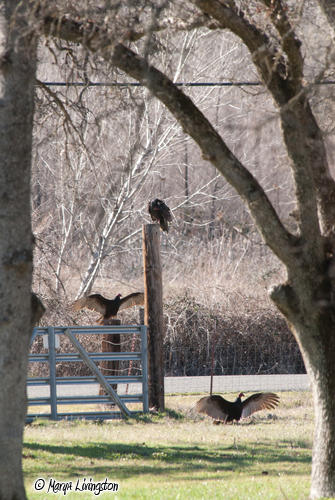 Vultures gather by at the lower gate. Two offer a display.
