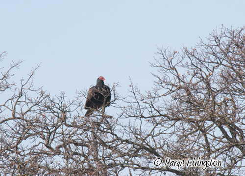 After successfully chasing the intruder away, the vulture perches in the nest tree.