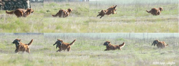 retriever, hunting, duck hunt, golden retriever