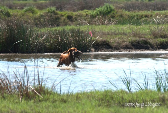 retriever, hunting, golden retriever, hunt test