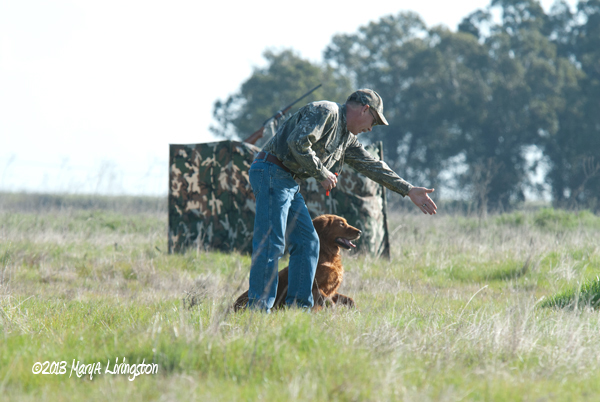 blind retrieve, pheasant hunting, upland game, golden retriever