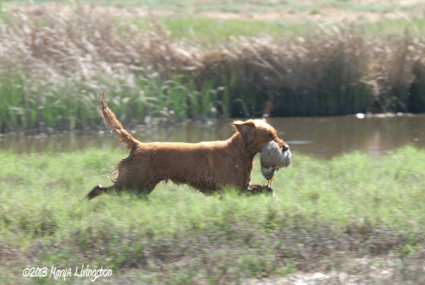 marking retriever, duck hunt