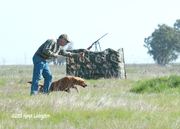 blind retrieve, bird hunting, duck, pheasant