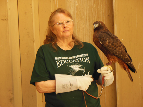 The Red-tailed hawk is the most common buteo (hawk) in North America.