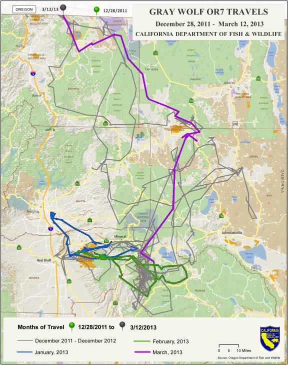 Map of OR7's path in California