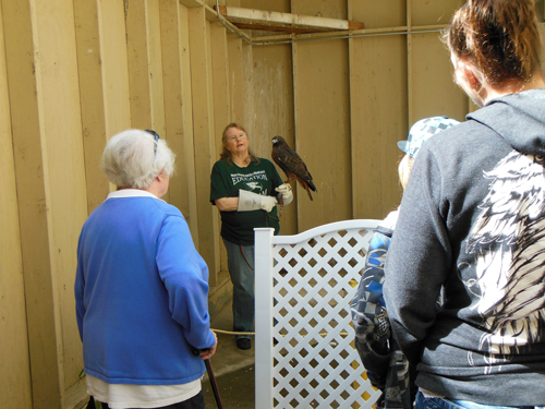 The care taker of an injured red-tailed hawk answers questions from the public.