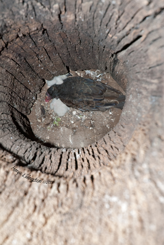 A wider shot. These babies will not be able to leave the nest until they can climb the 14 feet to the entrance of the hollow cavity.