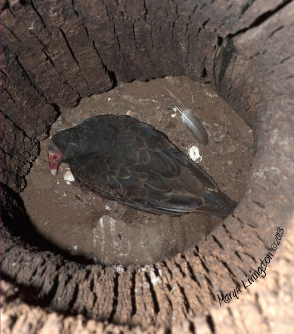 Turkey Vulture Chicks Hatch