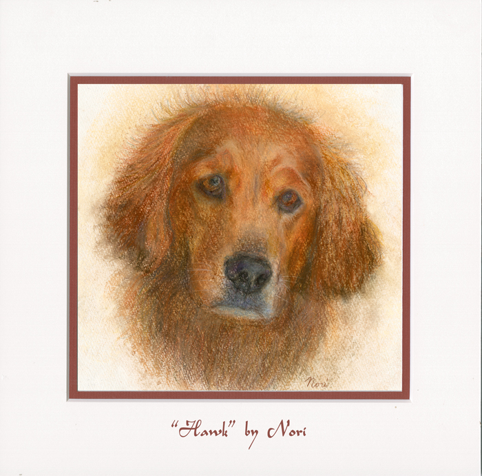Golden retriever protrait