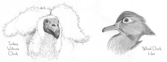 Vulture Chick and Wood Duck Hen in pencil.