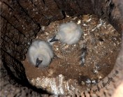 Turkey Vutlure Chicks