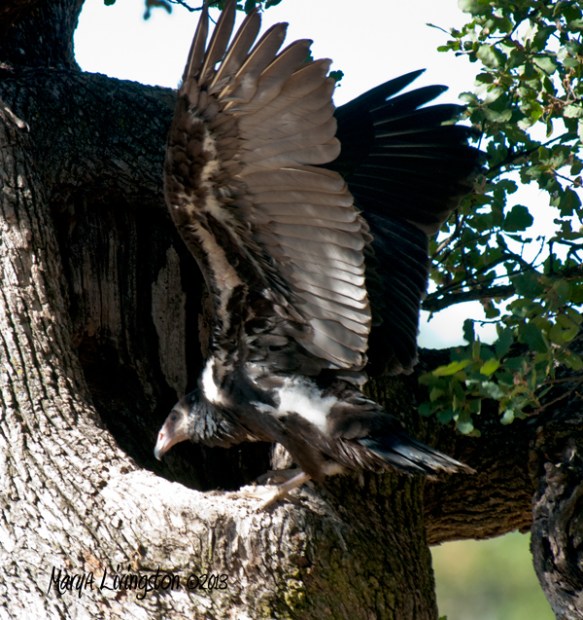 Turkey Vulture 9 weeks.