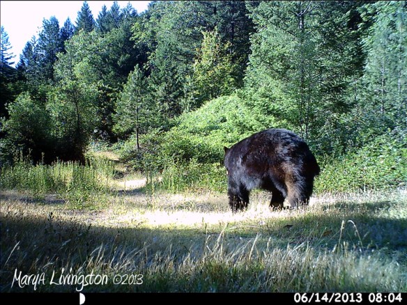 A big black bear boar, no doubt checking for wild blackberries.
