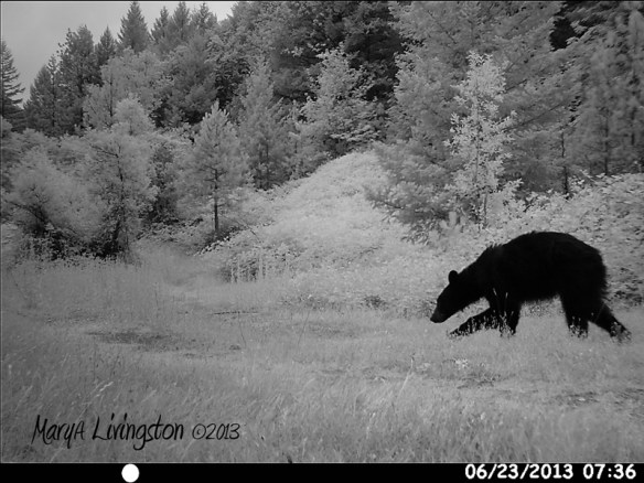 Young black Bear