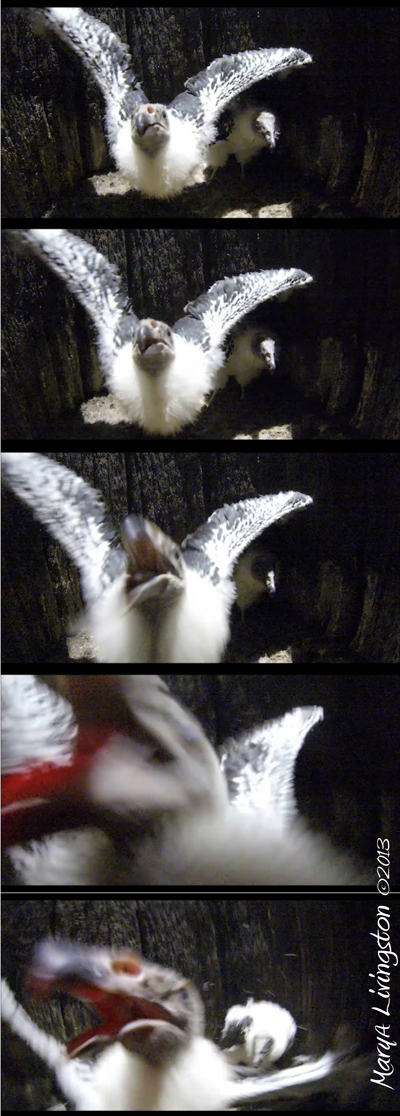 turkey vulture chicks
