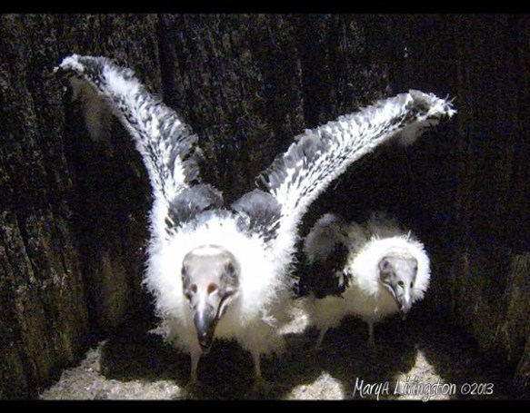 turkey vulture chicks