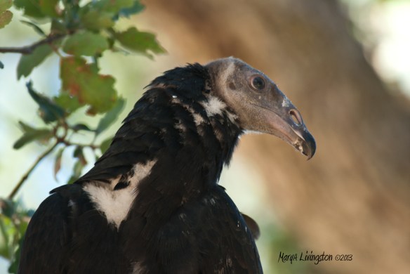 This is the eldest of the two fledgling age vultures in our backyard.