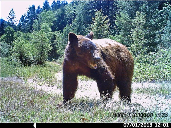 Black bear on trail cam.