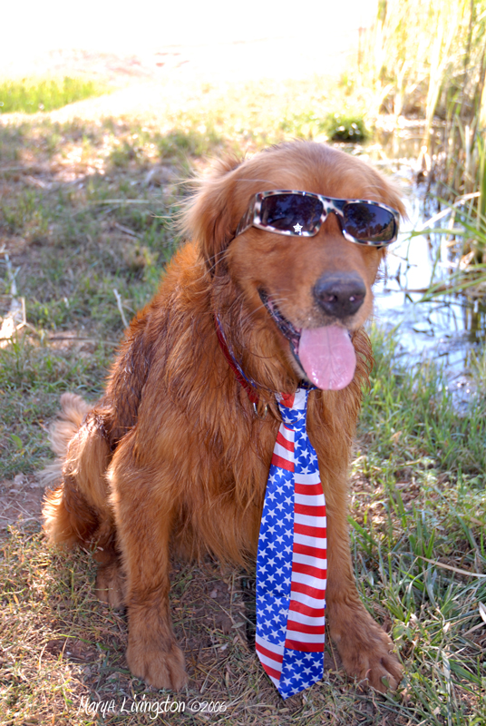 Golden retriever 4th of July.