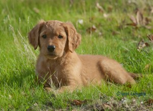 Golden Retriever Puppy