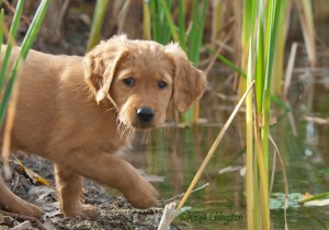 Golden Retriever Puppy
