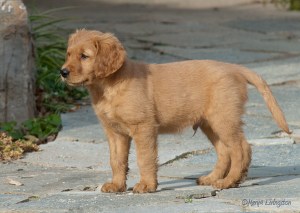 Golden Retriever Puppy