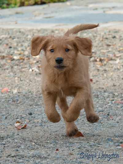 Golden Retriever Puppy