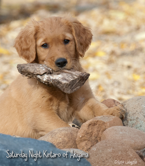 Golden Retriever Puppy