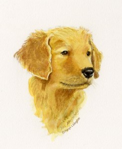 Golden Retriever Puppy