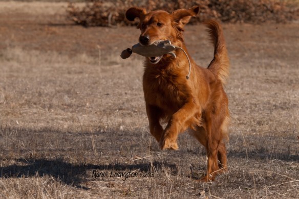 RedTail's Rogue Lightning SH