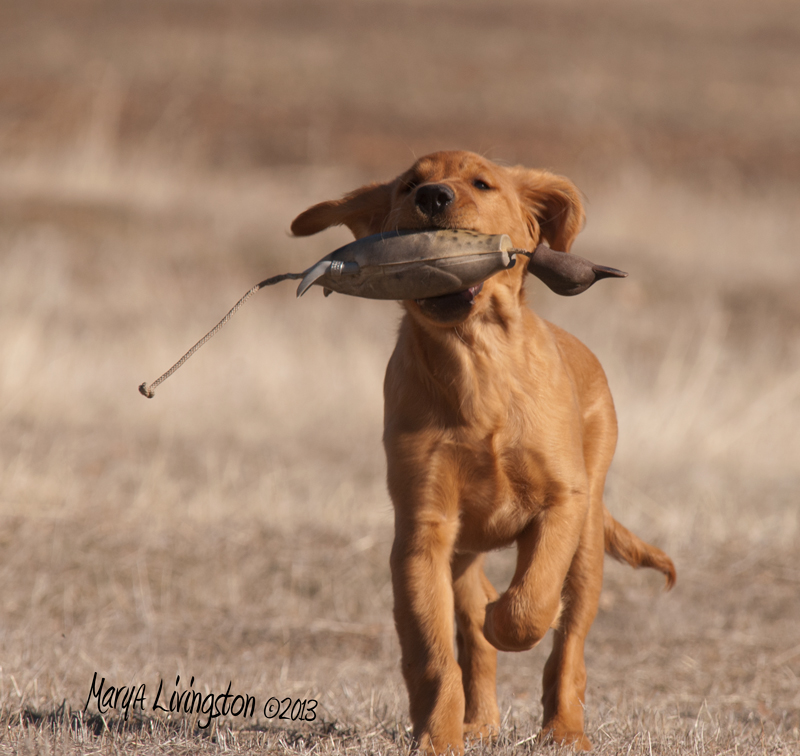 Saturday Night Kintaro of Akiyama
