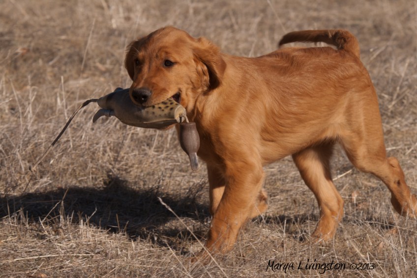 Saturday Night Kintaro of Akiyama