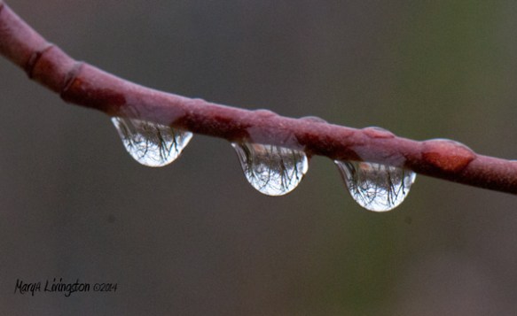 A welcome shower today.