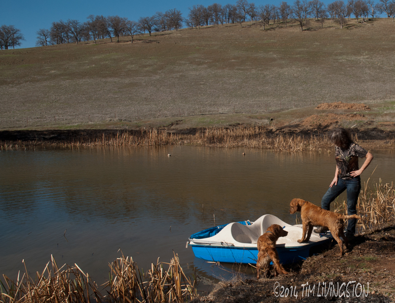 retrievers and boat