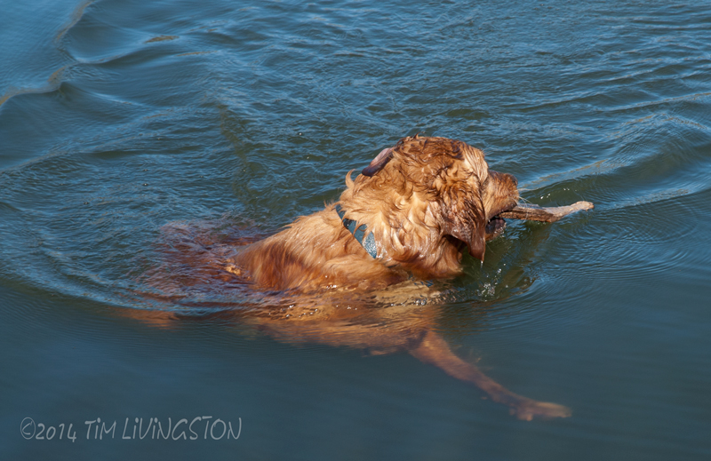 retriever with stick