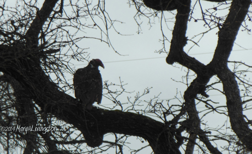 turkey vulture