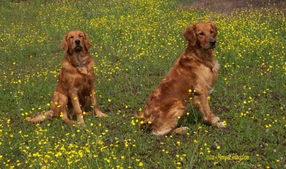 MaryALivingston_BoysInButtercups