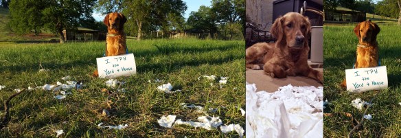 Sailor TP'd the yard and house. Classic teenager.