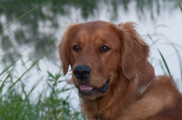 Young Kinta is almost 11 months old. Next month, he goes home to his forever home with his family in Japan.