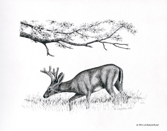 deer, black tail deer, buck, Columbia black tail deer