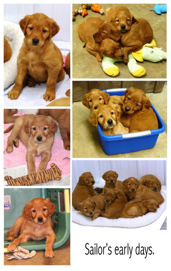 Sailor's early days with his littermates at Saturday Night Goldens. Images courtesy Jill Flament.
