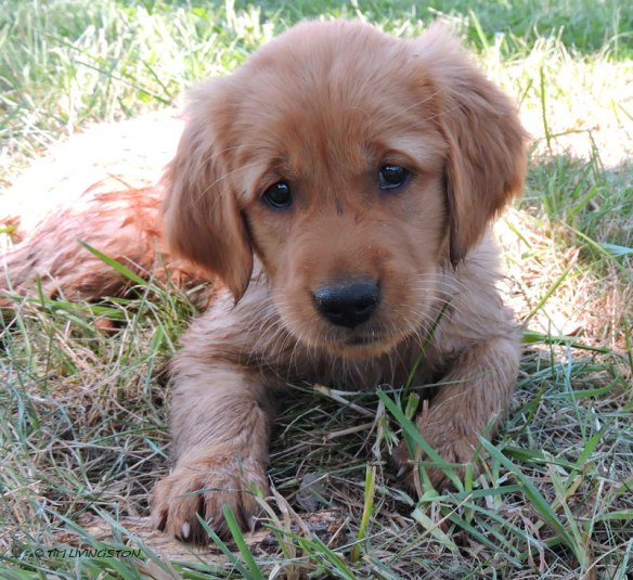 golden retriever puppy, golden retriever, dog, puppy